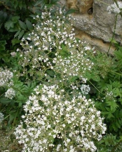 Crambe chou maritime - ♫,
