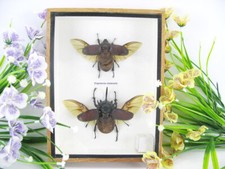 2x Eupatorus siamensis -