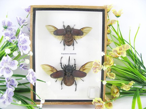 Eupatorus siamensis - 2x,