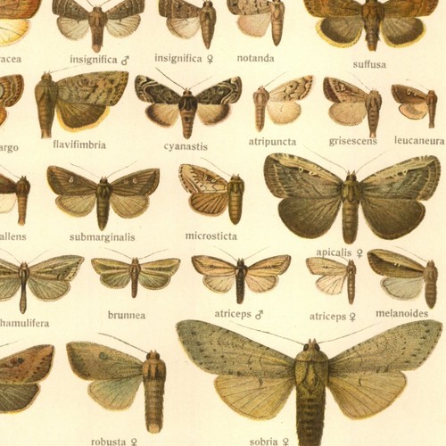 Adalbert seitz papillons - seitz,