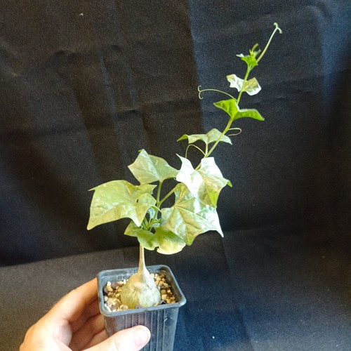 Gerrardanthus macrorhizus - gerrardanthus, macrorhizus'