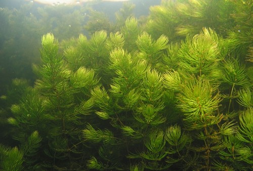 Ceratophyllum plante - ceratophyllum,