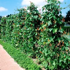 Haricot D'Espagne En Mélange 10 GRAINES