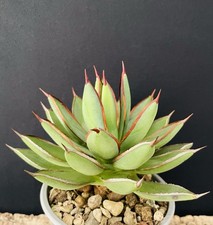 RARE! GENETIC AND FORM ! AGAVE