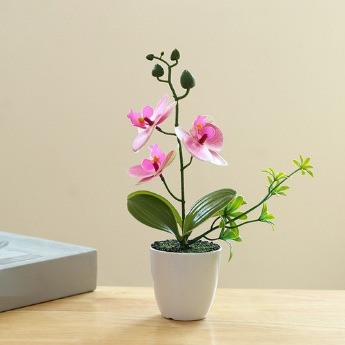 Plante orchidée - plante, d'orchidée