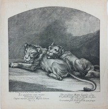 Gravure XVIIIe - Lionne et lionceau - Johann Elias RIDINGER - 28x27 cm