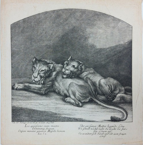 Gravure xviiie lionne - lionne, et