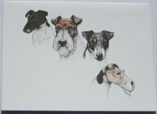 Fox Terrier Dog Laura Rogers