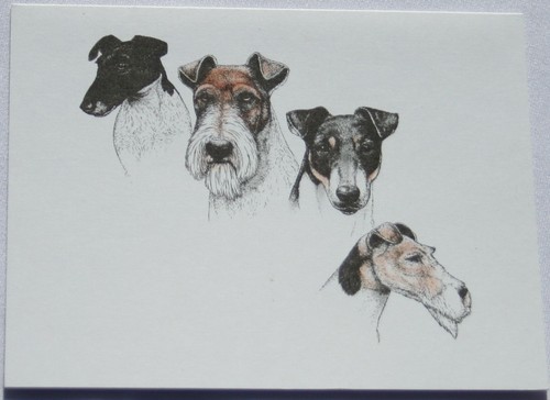 Fox terrier dog laura rogers - dog,