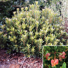 Arbutus unedo MERCURIUS®