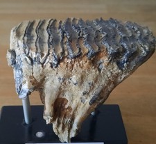 Collection Préhistoire Dent  de Mammuth laineux Juvénile Fossile de Ballastière