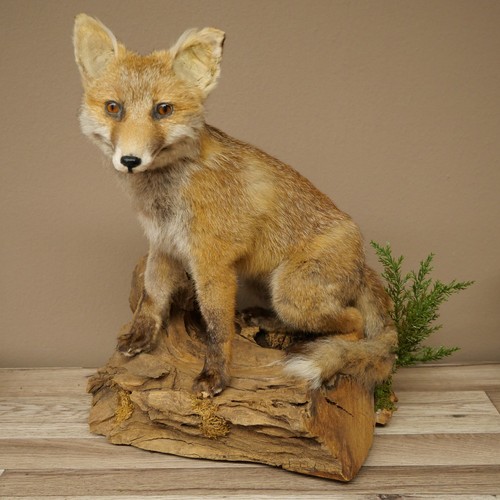Fuchs rotfuchs assis préparat - assis,