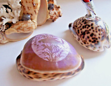 COQUILLAGE Cypraea Gravé Poli