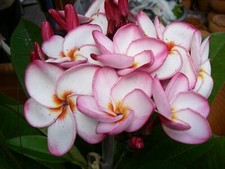 Frangipanier rose parfum - frangipanier,