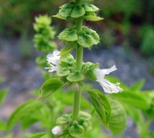 Chang Basil - Thai Holy Basil