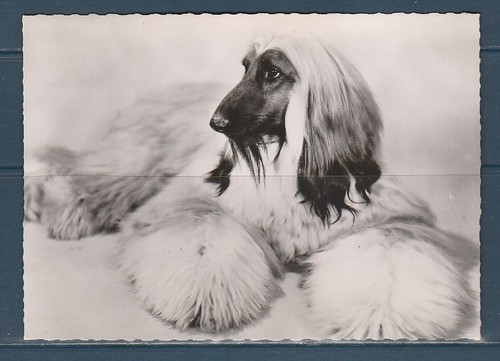 Cpsm vers 1960 nature - 1960, faune