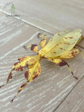 Phyllium Letiranti "Tataba"