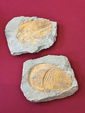 Fossile De Trilobite Cambrien