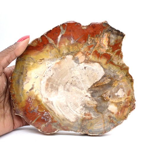 Bois silicifié madagascar - de,