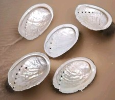 Coquilles D'ormeaux Nacre Naturelle Bretagne Abalone Oreille De Mer ( ref 2 )