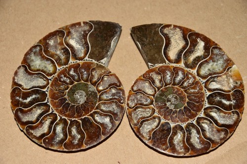 Rare ammonite siée aioloceras - ammonite,