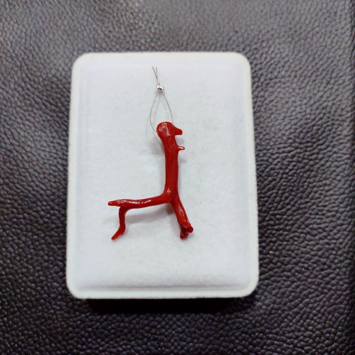 Branche corail rouge - corail,