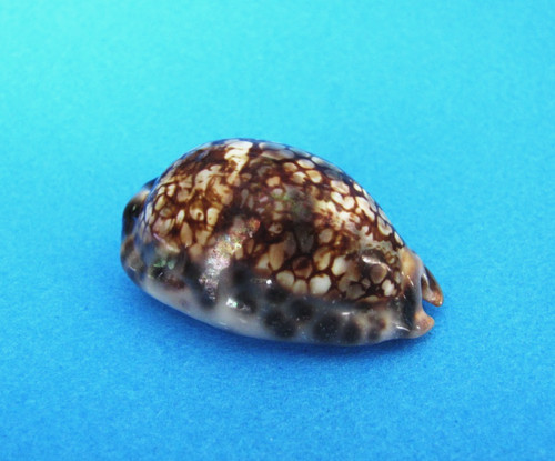 Cypraea histrio gem - 45, f+++/gem