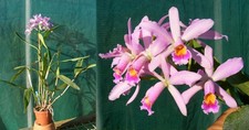 Cattlianthe (Cattleya) Meadii