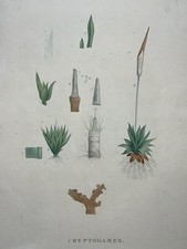 PIERRE JOSEPH REDOUTE