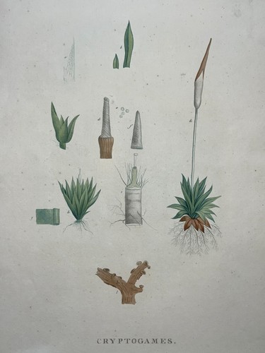 Pierre joseph redoute - joseph,