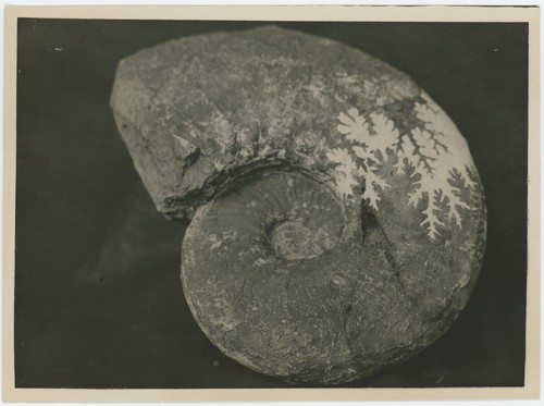 éliane basse paléontologue - basse,,