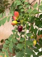 10 Graines d'arbre à curry, Murraya koenigii ou Caloupilé