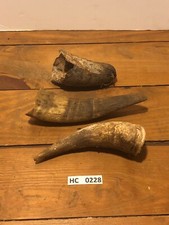 Hill Country three Cow horns