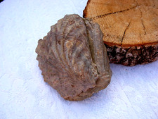 fossile coquillage pierre