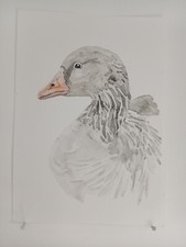 Oie cendrée AQUARELLE