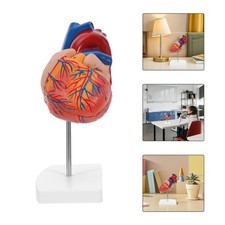  Modèle anatomique du cœur