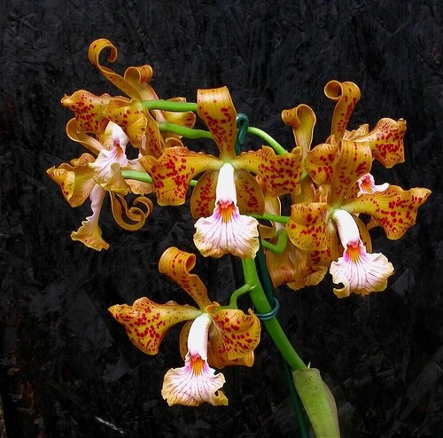 Cattleya velutina species - cattleya,