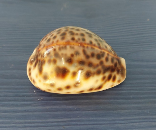 Coquillage vintage cypraea - coquillage,