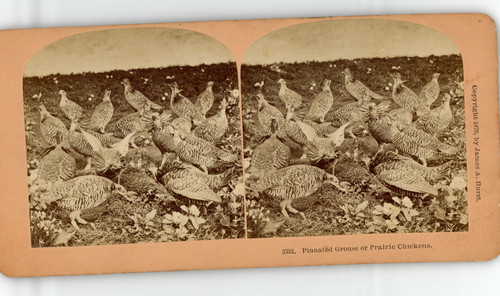 Volée tetras ca 1870 - de, tetras,