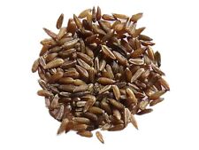 Camomille romaine - SEM02