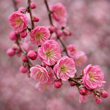 Prunus mume cv PEGGY CLARKE -