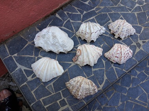 Lot coquillages bénitiers - lot,