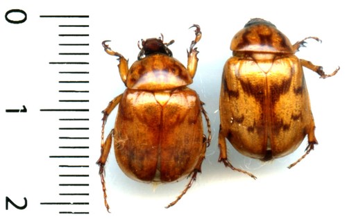 Dynastidae couple - dynastidae, (pair)