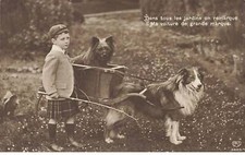 Chien - Voiture de grande