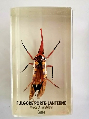 Insecte inclusion résine - inclusion, des