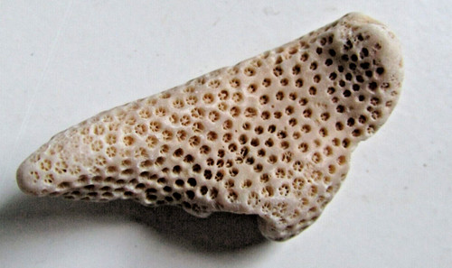 Magnifique fossile corail - magnifique,