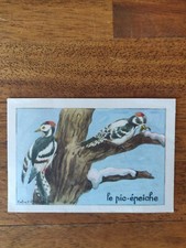Bon-point ancien pic-épeiche