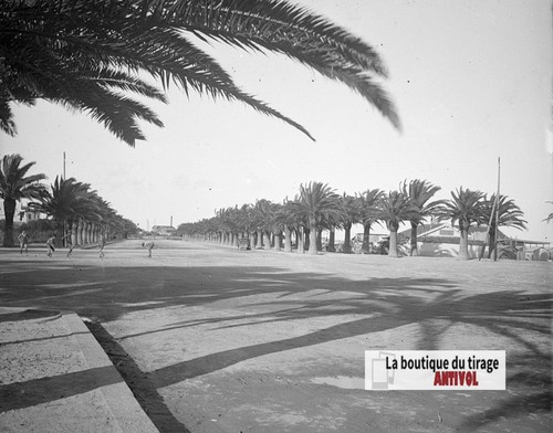 Palmiers bizerte tunisie - bizerte,