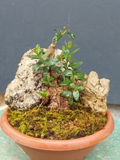 Bonsaï olivier 15 x 22 cm