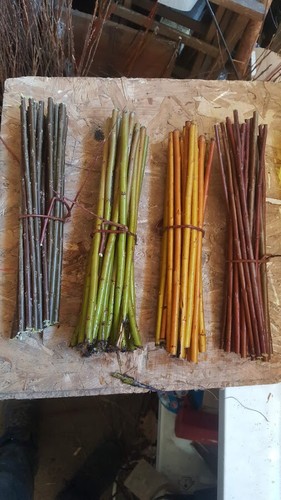 100 boutures 30cm - boutures,